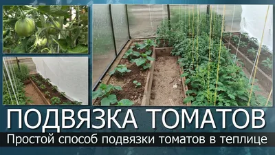 Как подвязать помидоры - обзор лучших способов для хорошего урожая томатов