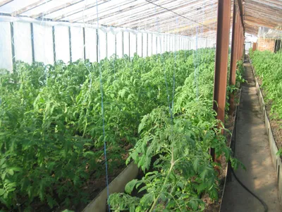 Каким образом и как подвязывать помидоры в теплице | Огородник
