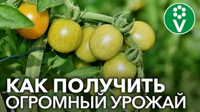 Томаты без болезней и фитофторы - способ выращивания в мешках от  интернет-магазина VseTeplichky.ru