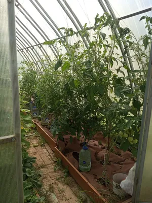 Как правильно подвязывать помидоры в теплице и грунте - советы — УНИАН