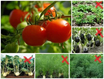 Как подвязать томаты в теплице? - ответы экспертов 7dach.ru