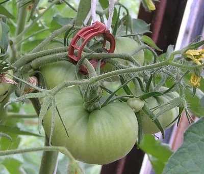 Крепление для подвязки растений, огурцов, помидор катушка с выдвижным  кистедержателем | AliExpress