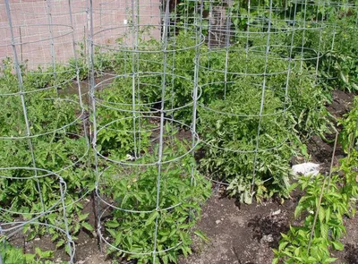Как посадить помидоры: правила, уход, удобрения