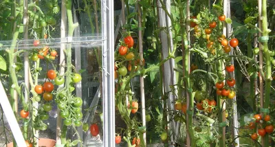 Подвязка томатов в открытом грунте и теплице. Как подвязать помидоры: 5  рабочих способов - YouTube