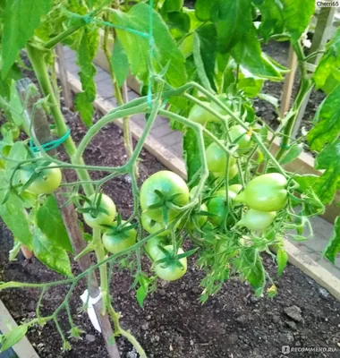Подвязка томатов по Маслову: раскрываю секретную технологию. Фото