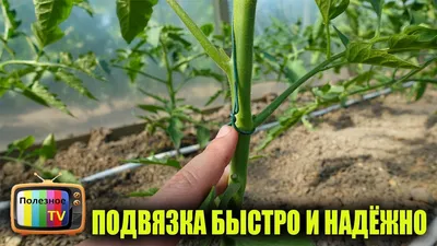Как подвязать томаты: 3 популярных способа | На грядке (Огород.ru)