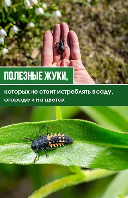 Полезные жуки, которых не стоит истреблять в саду, огороде и на цветах |  Огород, Сад, Уход за садом