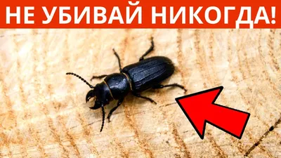 Полезные Насекомые! 6 Яростных Защитников Сада и Огорода - YouTube