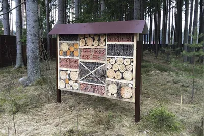 Полезные насекомые и животные на даче и огороде. | Пикабу