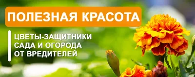 Полезные насекомые в саду . Как привлечь насекомых? Список, описание, виды,  фото — Ботаничка