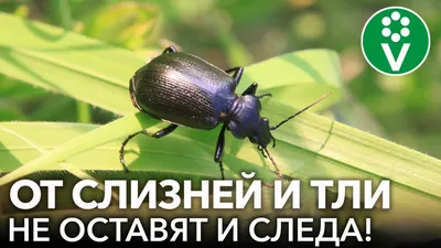 Средства от тли на растениях и деревьях, препараты для борьбы с тлей