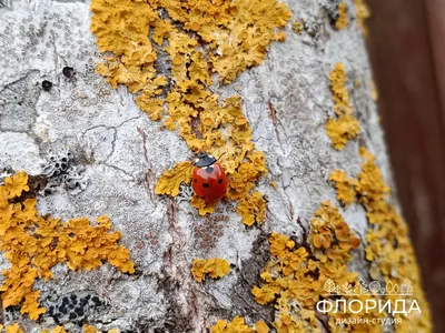 Полезные насекомые сада и огорода
