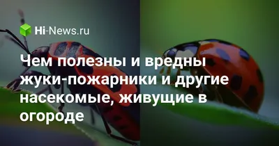 СТОЙТЕ! НЕ УБИВАЙТЕ ЭТИХ НАСЕКОМЫХ, ОНИ ЯРОСТНЫЕ ЗАЩИТНИКИ САДА И ОГОРОДА -  YouTube