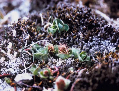 Planteresting - Ива полярная (лат. Salix polaris) - самое... | Facebook