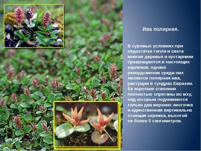 Цветущая полярная ива — Фото №47208