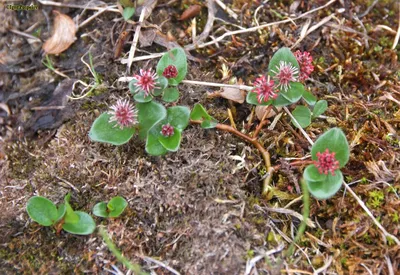 Planteresting - Ива полярная (лат. Salix polaris) - самое... | Facebook
