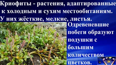 Ива полярная (90 фото) » НА ДАЧЕ ФОТО