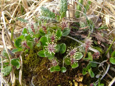 Salix polaris - Image of an specimen - Plantarium
