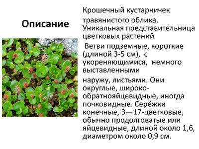 Узнайте все о применении и преимуществах дерева ива в строительстве -  Статья - Журнал - FORUMHOUSE