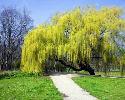 Salix polaris Wahlenb. - Ива полярная