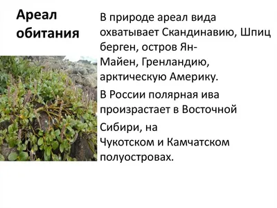 Полярная ива | polyarnayaiva | Мастерская по принтам \"Полярная ива\":  Разрабатываем рисунки. Печатаем их на различных материалах. Реализуем  напечатанное в изделия