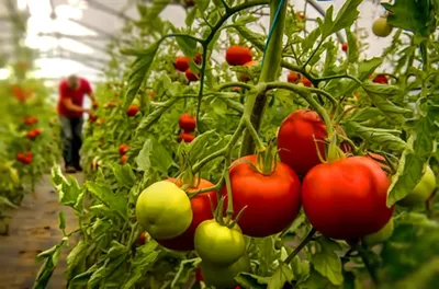 Как правильно поливать помидоры?