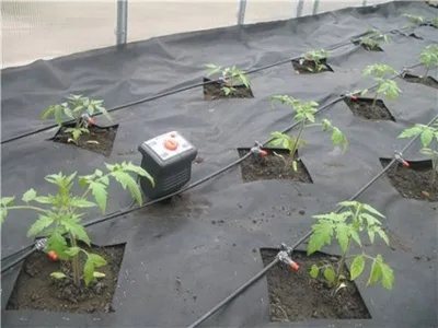 Капельный полив для помидоров в теплице увеличивает урожайность растений