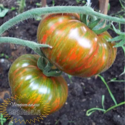 ГНОМ ПОЛОСАТЫЙ АНТО (DWARF STRIPED ANTO) - яркий красно-синий томат из  серии Dwarf, антоциан, 10 семян - Граф Семена