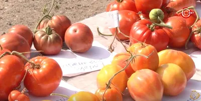 Семена Томат Полосатые щечки: описание сорта, фото - купить с доставкой или  почтой России