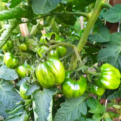 Томат Полосатый Шоколад, 25шт.: продажа, цена в Киеве. Семена и рассада  овощных культур от \"ТМ Агри\" - 1152575683