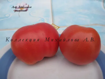 Томат Дар заволжья ранний семена 0.3 г (ID#1329267092), цена: 5.90 ₴,  купить на Prom.ua