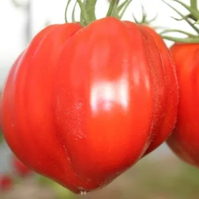 Семена томата Дар Заволжья 🍅🍅🍅 Идеален для консервирования! - YouTube