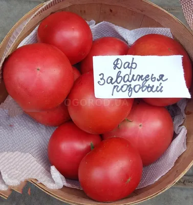 Купить Томат Биг Биф F1 (500 семян) • Seminis Vegetable Seeds (Нидерланды)  • красный средне ранний биф индет для теплиц и ог, профупаковка • в  Агрошоп5 с доставкой по России • -418