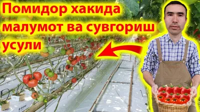 Уродливый Помидор Похожий На Сиамских Близнецов — стоковые фотографии и  другие картинки Несовершенство - Несовершенство, Овощ, Фрукт - iStock