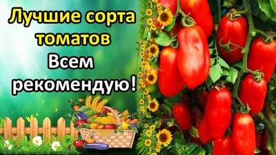 Выращиваю крупные и мясистые помидоры без теплицы. Забыла про подвязки,  кладоспориоз и другие тепличные проблемы | Посад | Дзен