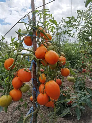 Самые вкусные и урожайные сорта томатов для засолки. | Огородник из Рязани  | Дзен