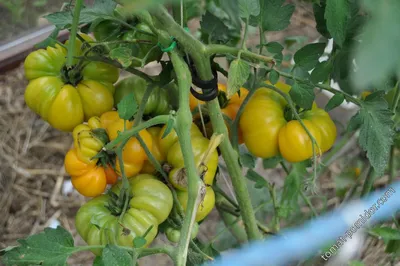 Хурма - Х — сорта томатов - tomat-pomidor.com - отзывы на форуме | каталог