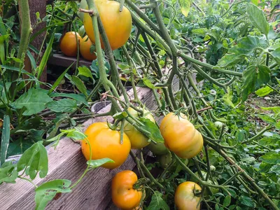 Семена Сибирский Сад Томат Хурма - «Хорошие помидоры. Хурма так хурма. Но  иногда я этот сорт называю \"попки\".» | отзывы