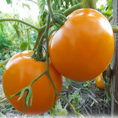 Купить семена желтого томата Хурма почтой по Украине | Лучшие семена помидор  на Ogurki.com