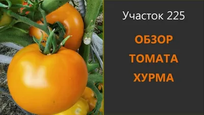 Семена Томат Хурма 100шт купить с доставкой в МЕГАСТРОЙ Йошкар-Ола
