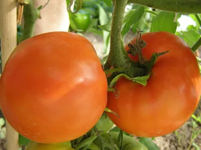 Семена томат Garden Star Хурма 1 уп. - купить в Москве, цены на Мегамаркет