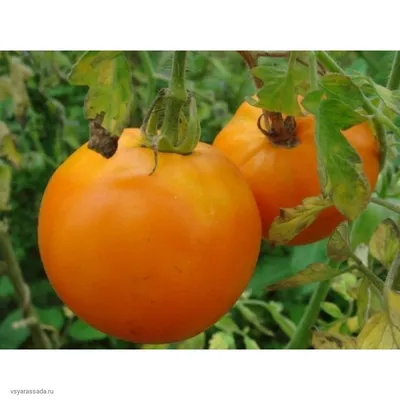 Томат Хурма – знаменитый сорт томатов