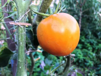 Купить Томат Хурма 15шт. за 16 руб. почтой | «Сад-Эксперт» – Семена томата,  помидоры