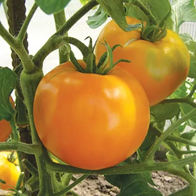 Семена томатов (помидор) Хурма купить в Украине | Веснодар