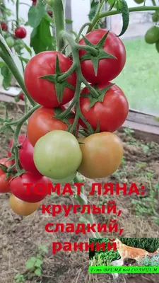 Томат Ляна о/г (Евро, 0,2; 12112 )