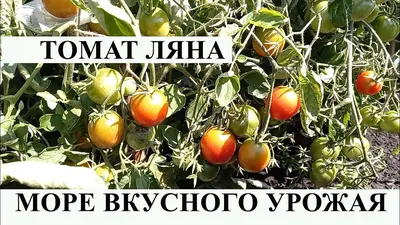 Купить Семена Томат Ляна от АФ \"Поиск\", 16120