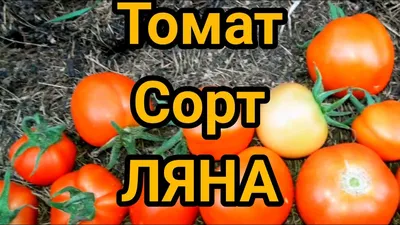 Euro Томат \"Ляна\"