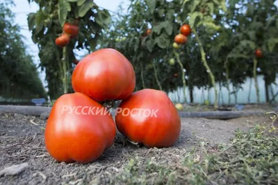 Томаты махитос Кривянские Лавка Вкуса, 700 г с бесплатной доставкой на дом  из «ВкусВилл» | Воронеж