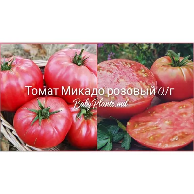 Томат Микадо Черный -Купить в Украине-Киев-Агромаркет на Лесной