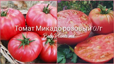 Томат Микадо Сибирико - YouTube